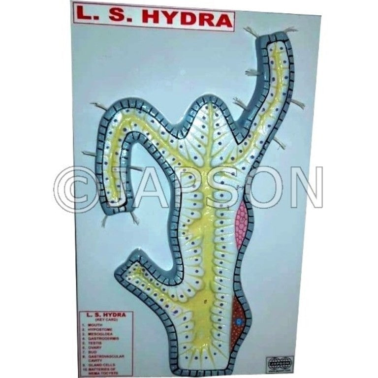 L.S. Hydra Model L.S. Hydra Model